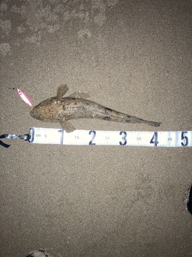 マゴチの釣果