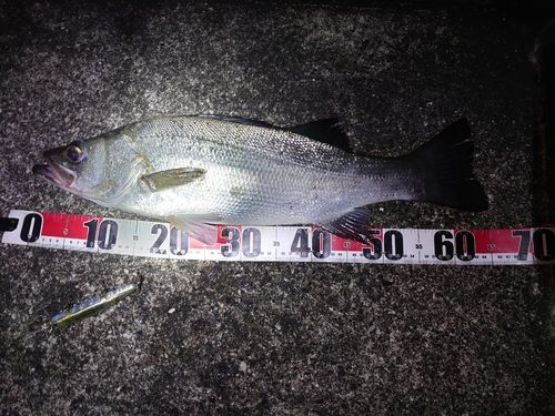 ヒラスズキの釣果