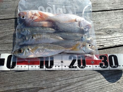 アジの釣果