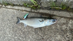 ボラの釣果