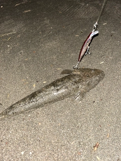 マゴチの釣果