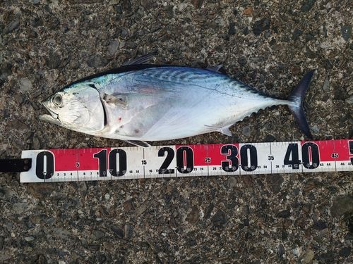 スマガツオの釣果