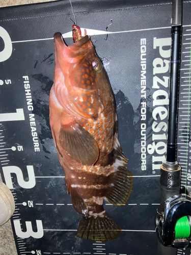 キジハタの釣果