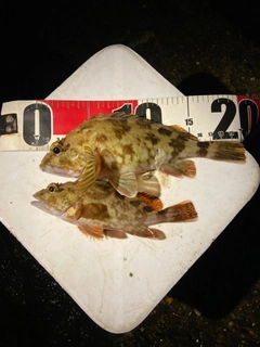 カサゴの釣果