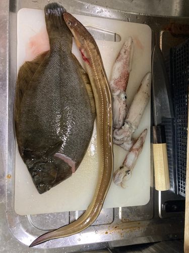 カレイの釣果