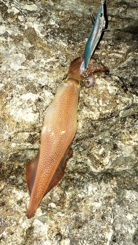 マイカの釣果