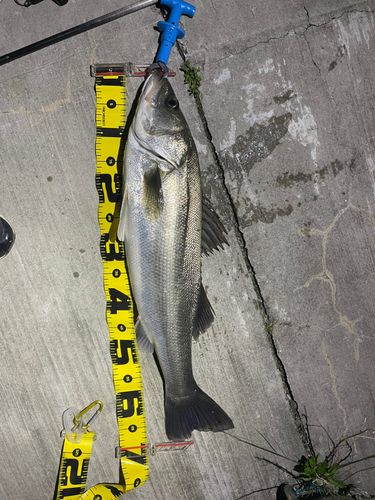 スズキの釣果