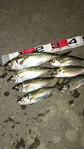 アジの釣果