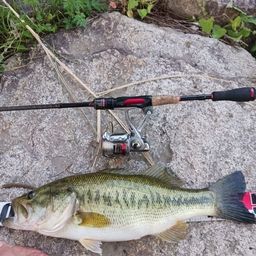 ラージマウスバス