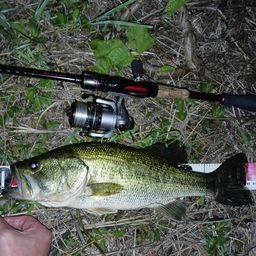 ラージマウスバス