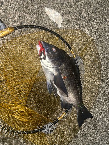 チヌの釣果