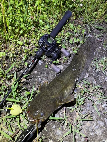 ナマズの釣果