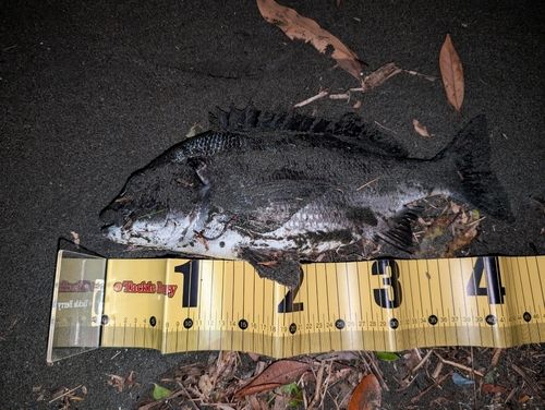 チヌの釣果