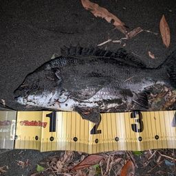 チヌ