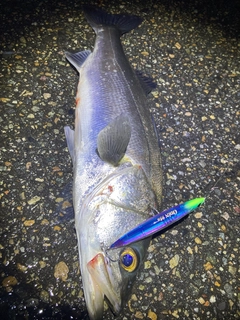 セイゴ（マルスズキ）の釣果