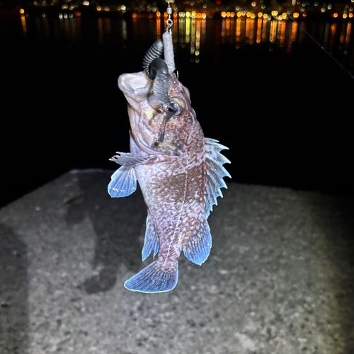 マゾイの釣果