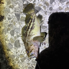シマソイの釣果