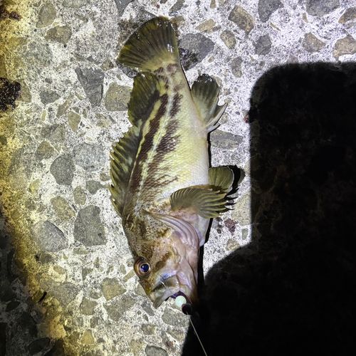 シマソイの釣果