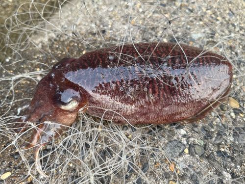コウイカの釣果