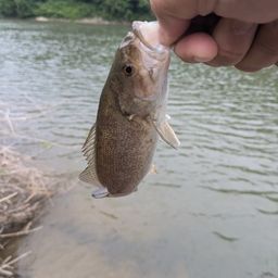 スモールマウスバス