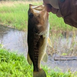 スモールマウスバス