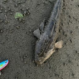 マゴチ
