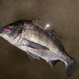クロダイ