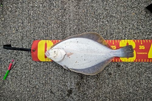 カレイの釣果