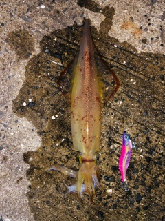 ケンサキイカの釣果