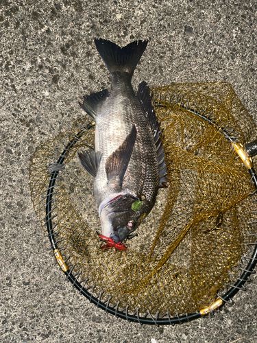 チヌの釣果