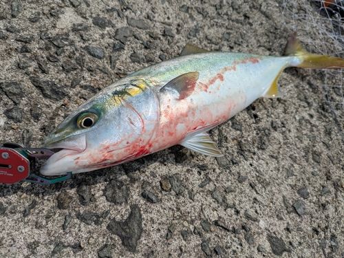 ハマチの釣果