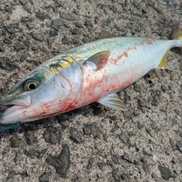 ハマチ
