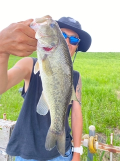 ブラックバスの釣果