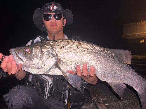 シーバスの釣果