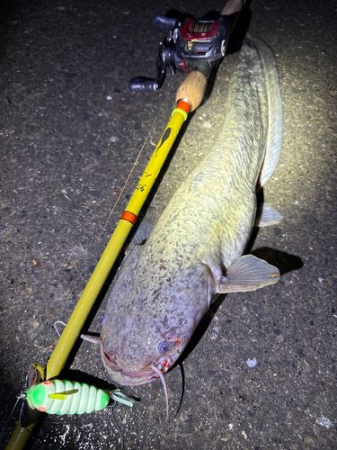 ナマズの釣果