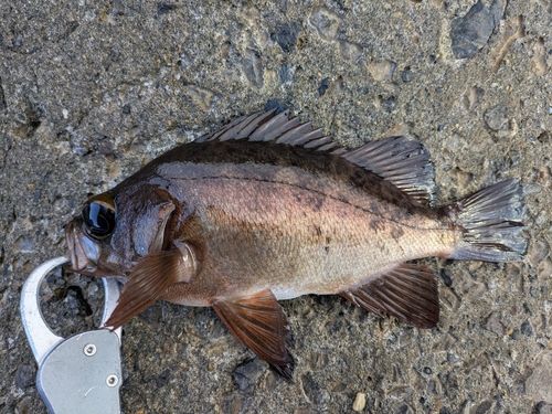 メバルの釣果