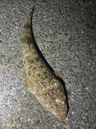 マゴチの釣果