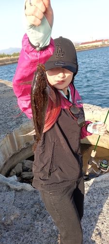アイナメの釣果