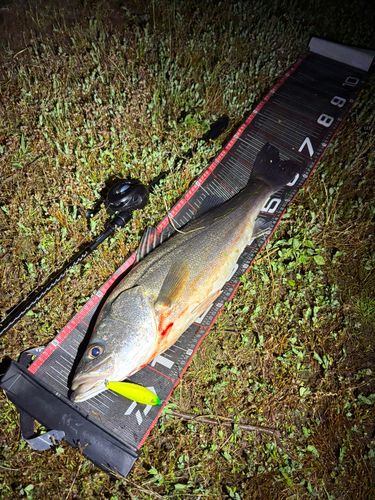 シーバスの釣果