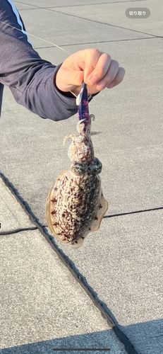 コウイカの釣果