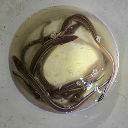 アナゴ