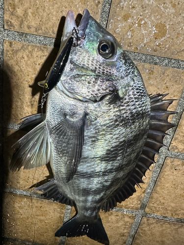 クロダイの釣果