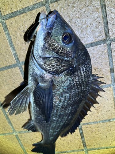 クロダイの釣果