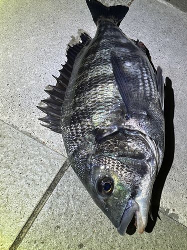クロダイの釣果