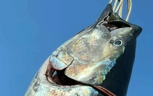 クロマグロの釣果