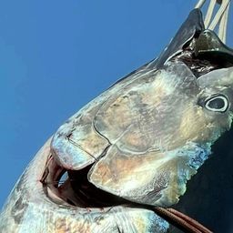 クロマグロ