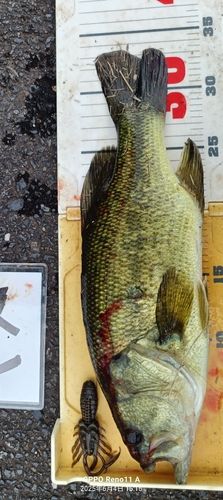 ブラックバスの釣果