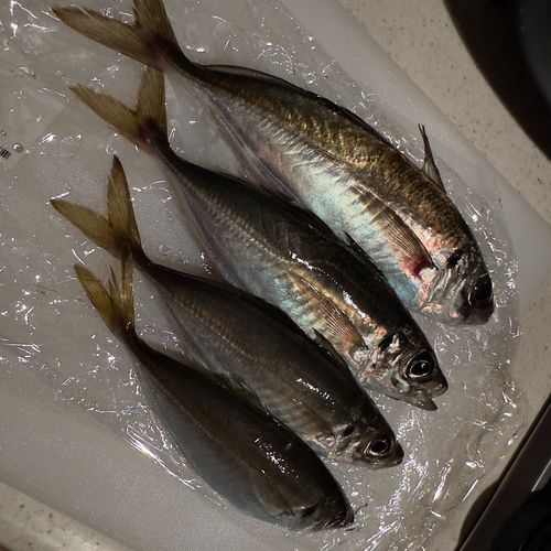 アジの釣果