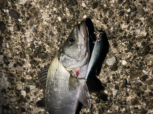 フッコ（ヒラスズキ）の釣果