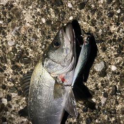 フッコ（ヒラスズキ）